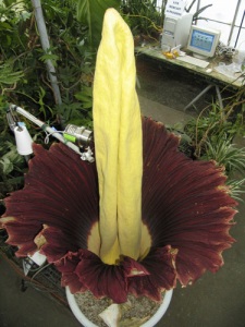 The titan arum blooming and stinking in the conservatory