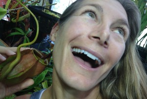 watch out for the "fangs" on this Nepenthes