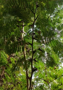 Bullhorn Acacia - Not a good climbing tree